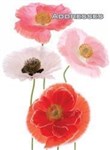 ADDRESS BOOK OZCORP SPIRAL POPPIES
